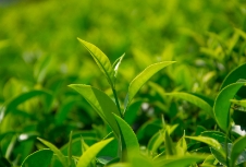 茶葉品牌網(wǎng)站建設(shè)能夠促使品牌更好地與消費(fèi)者建立連接，實(shí)現(xiàn)雙贏